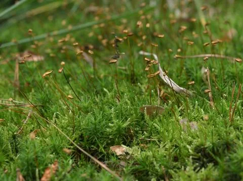 Macro Close-up of Green Moss with Spore Capsules on the Forest Floor Stock Photos