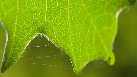 Macro close up of a green oak leaf on a bright sunny summer day. Stock Footage 94365308