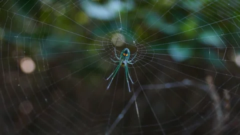 Macro Close-up of Green Orb-Weaver Spider in Web Stock-Footage 331109799