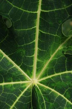 Macro close up of a green papaya leaf showing intricate vein patterns Stock Photos