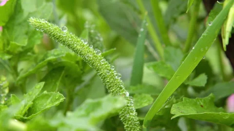 Macro Close-up of Green Plant Stem with Water Droplets in Garden Stock-Footage 335141117
