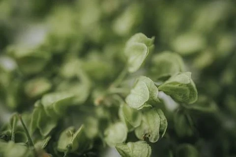 Macro close-up of green seed pods with soft focus. Stock-Fotos