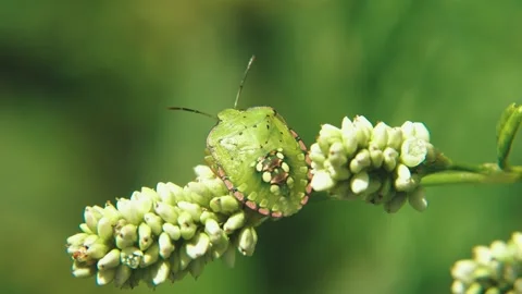 Macro close-up of green stink bug Nezara viridula on plant Stock Footage 317006968
