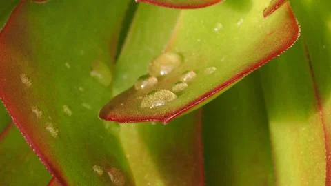 Macro close up of green succulent rosette with red edged leaves and water Stock-Fotos