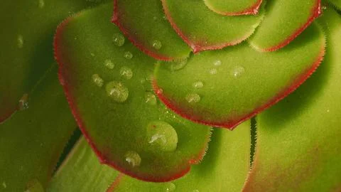 Macro close up of green succulent rosette with red edged leaves and water Stock Photos