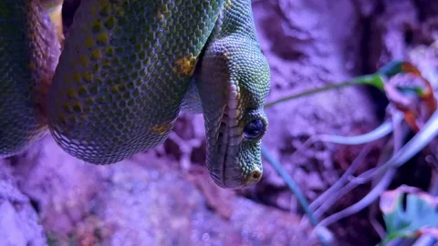 Macro close-up of green tree python's head Stockbeeldmateriaal 334718861