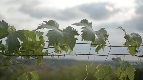 Macro Close-up of Green Vine Leaf in Vineyard - Shallow Depth of Field Stock Footage 11431019