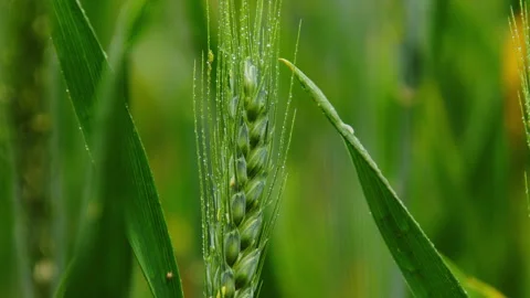 Macro Close-up of Green Wheat Ear with Morning Dew Drops Vidéo 335141803