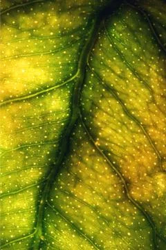Macro close up of a green yellow  leaf Stock Photos