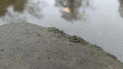 Macro Close Up Of A Grey Rock Surface With Tiny Green Moss Patches Stock Footage 348068640