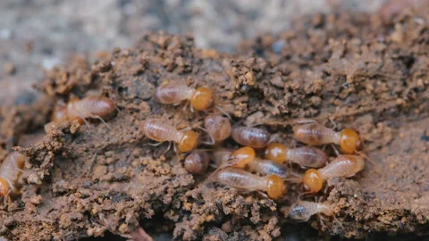 Macro close up group of termite on ground Stock Footage 155216042