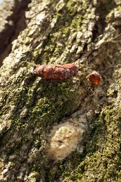 Macro Close up of Gypsy Moth Chrysalis and Egg Sac Mass on Oak Tree Bark Stock Photos