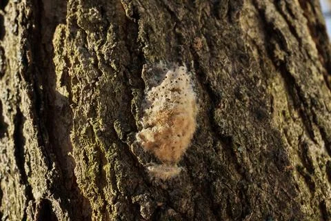 Macro Close up of Gypsy Moth Egg Sac Mass on Oak Tree Bark Stock Photos