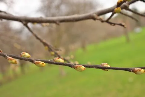 Macro Close up of Hackberry Tree Buds Getting Ready to open in Spring Celtis Stock Photos