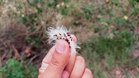 Macro Close Up Of Hand Holding Delicate White Fluffy Seeds Stock Photos