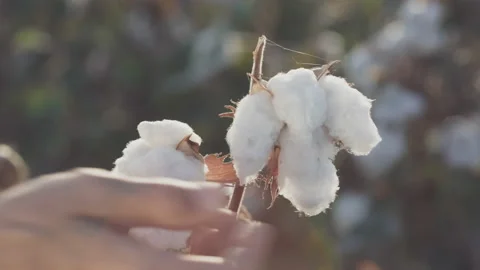 Macro close-up of hand touching soft cotton flower Stock Footage 147240618