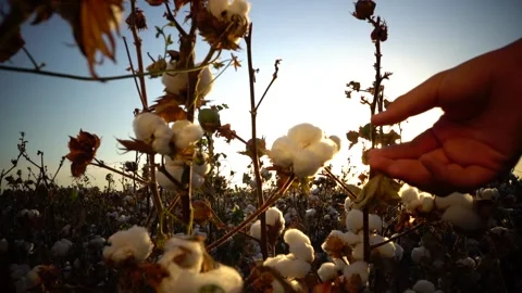 Macro close-up of hand touching soft cotton flower Stock Footage 147454925