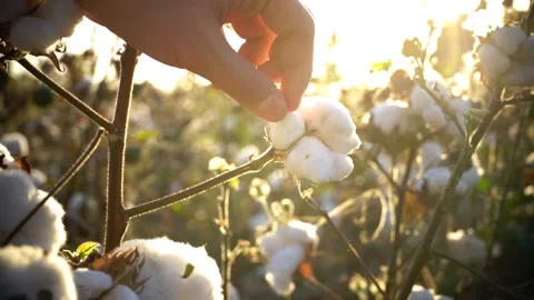 Macro close-up of hand touching soft cotton flower Stock Footage 147455009