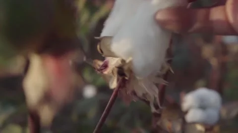 Macro close-up of hand touching soft cotton flower Stock Footage 147455085