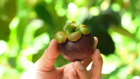 Macro Close Up of Hands Opening Ripe Purple Mangosteen Fruit Vidéo 337110958