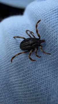 Macro Close-Up of a Hard Tick Crawling on Blue Fabric Stock Photos