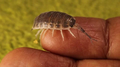 Macro Close-Up of Harmless Woodlouse Crawling on Human Finger in High Detail Stock Footage 321797298