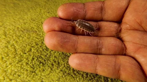 Macro Close-Up of a Harmless Woodlouse Crawling on a Human Finger in Detail Stock Footage 322219835