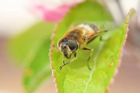 Macro close-up of the head of a common drone fly (eristalis tenax) Foto stock