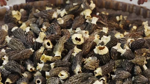 Macro close-up of high-quality dried Morel mushrooms 4K slow motion Stock Footage 330850466