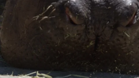 Macro close up hippo eating slow motion Stock Footage 109507385