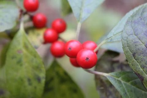Macro close up of holly berries Stock Photos