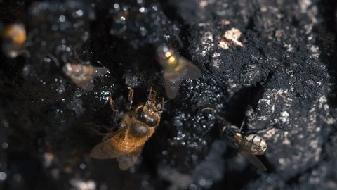 Macro Close Up of Honey Bee Stock-Footage 87535939