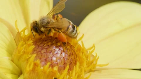 Macro Close-up of Honey Bee Foraging on Yellow Daisy Flower Stock Footage 329280335