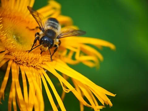 Macro Close-up of a Honey Bee Pollinating a Bright Yellow Flower Stock Photos
