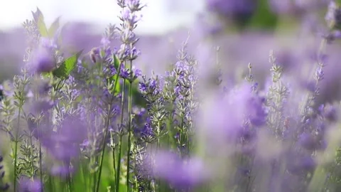 Macro close-up of honeybees pollinating blooming lavender flowers Stock Footage 328463121
