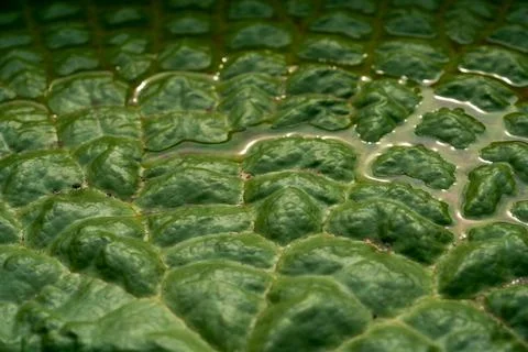 Macro close-up of honeycomb texture on the leaf surface of king lotus Stock Photos