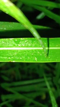 Macro Close Up of Horizontal Green Leaf Blade with Prominent Midrib Stock Photos