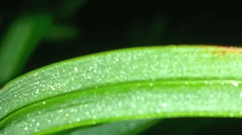 Macro Close Up of Horizontal Green Leaf Blade with Prominent Midrib Stock Photos