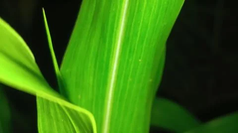 Macro Close Up of Horizontal Green Leaf Blade with Prominent Midrib Stock Photos