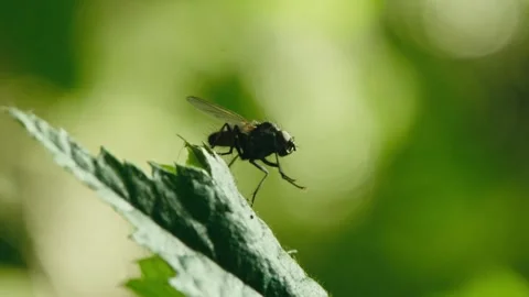 Macro close up of house fly cleaning itself while perched on green leaf in .. Stock Footage 337785770