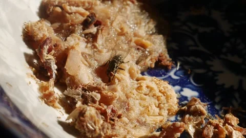 Macro close-up of housefly and small insects on leftover food scraps 스톡 동영상 336665471