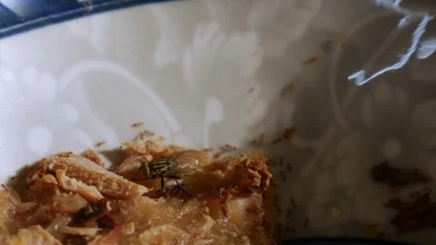 Macro close-up of housefly and small insects on leftover food scraps Vidéo 336665493