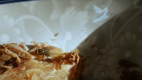 Macro close-up of housefly and small insects on leftover food scraps Vidéo 337873143