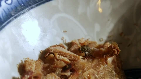 Macro close-up of housefly and small insects on leftover food scraps Stock-Footage 337873163