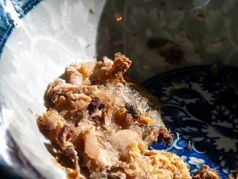 Macro close-up of housefly and small insects on leftover food scraps inside.. Foto stock