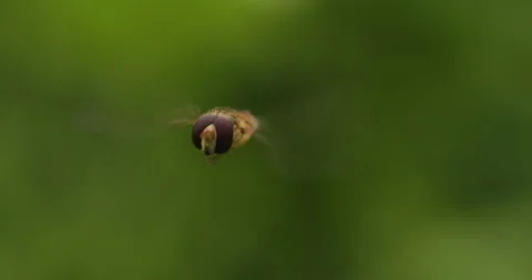 Macro close-up of a hoverfly in flight Stock Footage 279271165