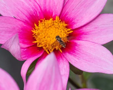 Macro close-up of a hoverfly pollinating a vibrant pink flower, perfect for.. 스톡 사진