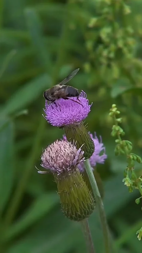 Macro Close Up of a Hoverfly on a Purple Thistle Flower China Stock Footage 338312136
