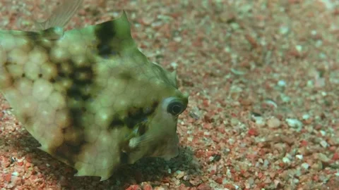 Macro close-up of Humpback Turretfish Tetrosomus gibbosus also called helmet cow Stock Footage 311925313