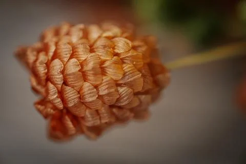 A macro close-up image of a dried orange flower showing. Stock Photos